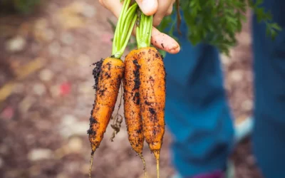 Go Green By Growing Your Own Food